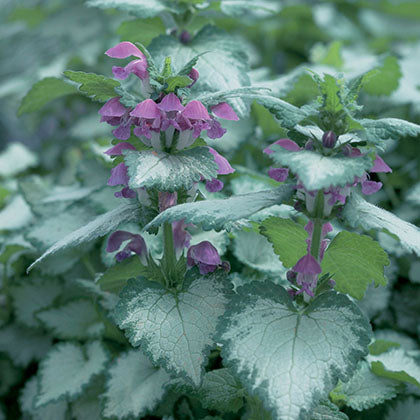 LAMIUM MACULATUM - PURPLE DRAGON