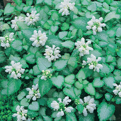 LAMIUM MACULATUM - WHITE NANCY