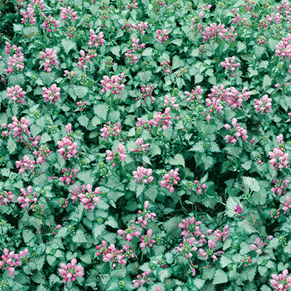 LAMIUM MACULATUM - PINK PEWTER