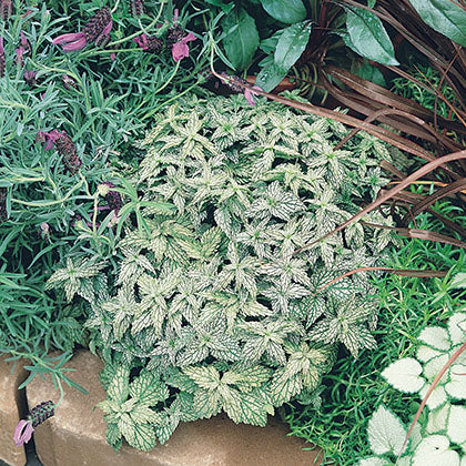 LAMIASTRUM GALEOBDOLON - HERMAN'S PRIDE