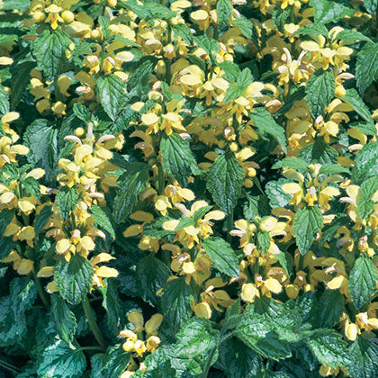 LAMIASTRUM GALEOBDOLON - VARIEGATUM