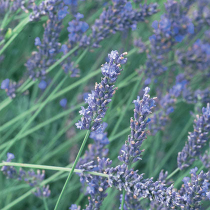 LAVANDULA ANGUSTIFOLIA - GROSSO