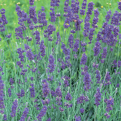 LAVANDULA ANGUSTIFOLIA - HIDCOTE