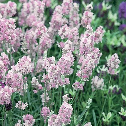 LAVANDULA ANGUSTIFOLIA - HIDCOTE PINK
