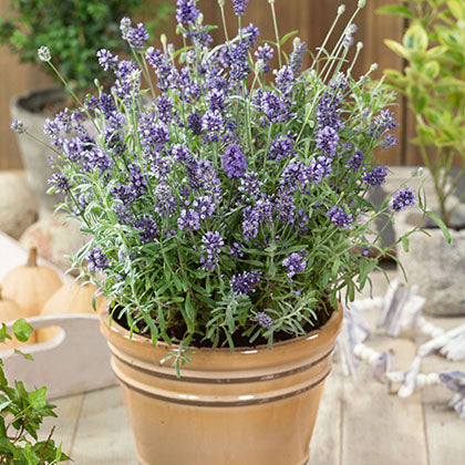 LAVANDULA ANGUSTIFOLIA - MINI BLUE