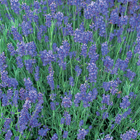 LAVANDULA ANGUSTIFOLIA - MUNSTEAD