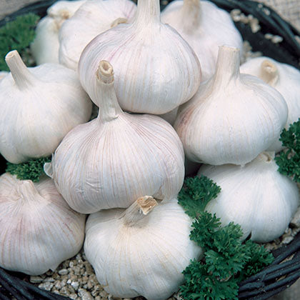 ALLIUM SATIVUM - MUSIC