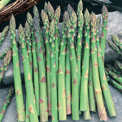 ASPERGE