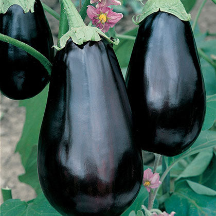 AUBERGINE - CLASSIC