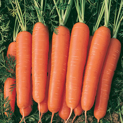 CAROTTE - LITTLE FINGER