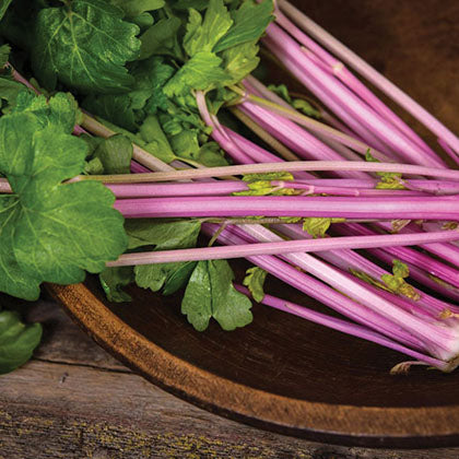 CELERI - CHINESE PINK