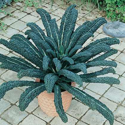 CHOU FRISE - DINOSAURE