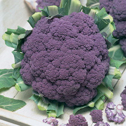 CHOU-FLEUR - POURPRE