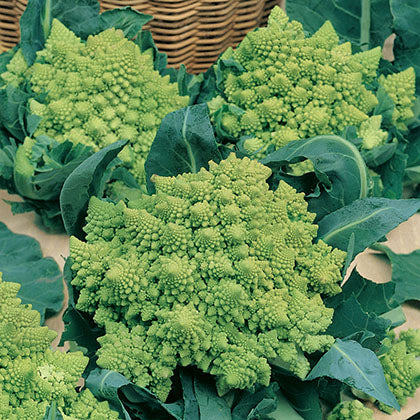 CHOU - ROMANESCO