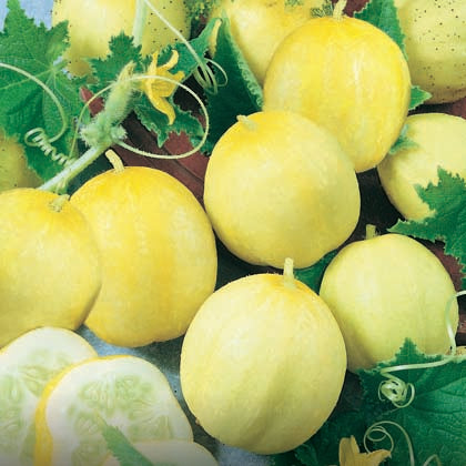 CONCOMBRE - CITRON