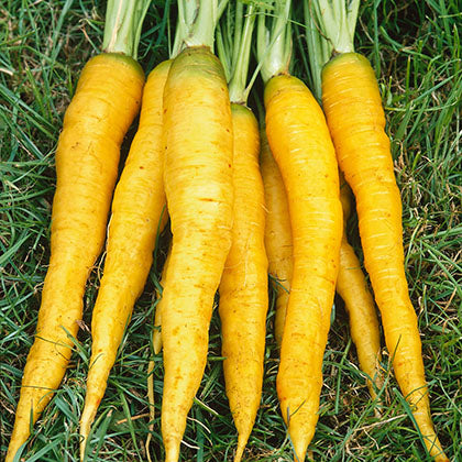 CAROTTE - MELLOW YELLOW