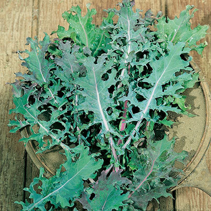 CHOU FRISE - RED RUSSIAN