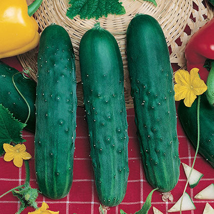 CONCOMBRE - SALADMORE BUSH