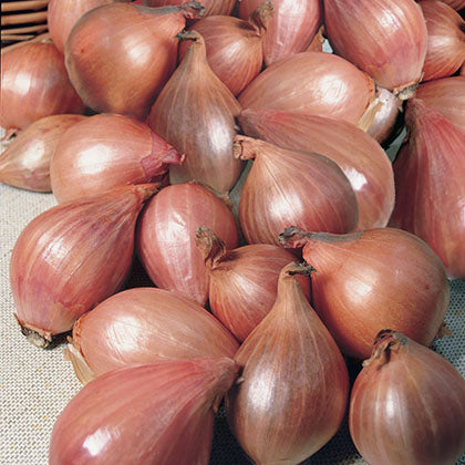 ECHALOTTE - FRANCAISE