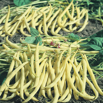 HARICOT - BEURRE DE ROCQUENCOURT (NAIN)