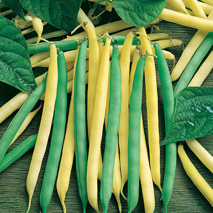 HARICOT - GOLD 'N GREEN MIX