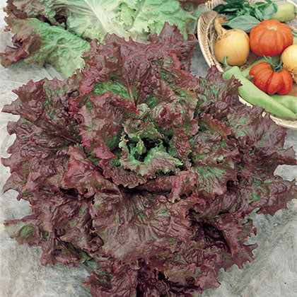 LAITUE FRISEE - RED SAILS