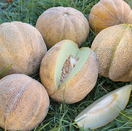 MELON - DE MONTREAL