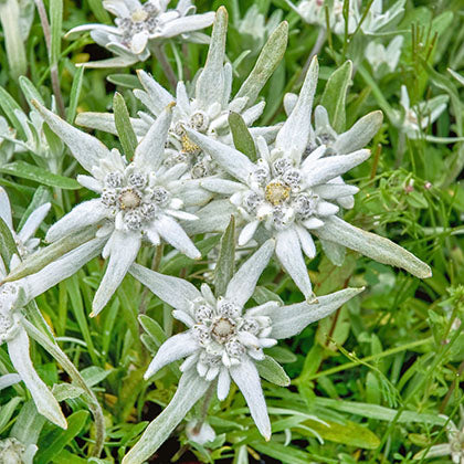 LEONTOPODIUM ALPINUM