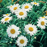 LEUCANTHEMUM X SUPERBUM - BECKY