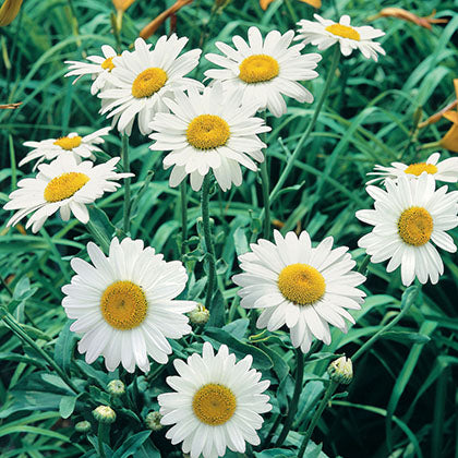 LEUCANTHEMUM X SUPERBUM - BECKY