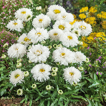LEUCANTHEMUM X SUPERBUM OOH LA - LASPIDE