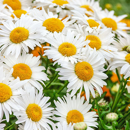 LEUCANTHEMUM X SUPERBUM - MADONA