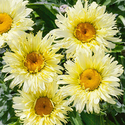 LEUCANTHEMUM X SUPERBUM - REAL CHARMER