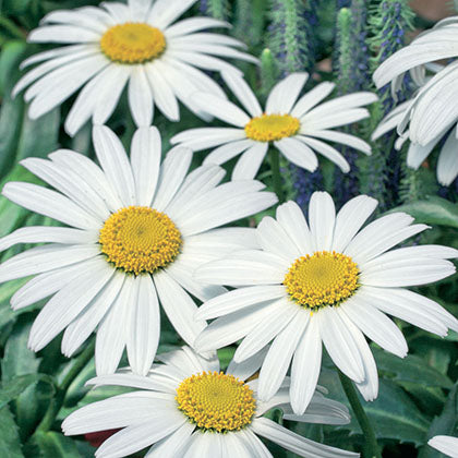 LEUCANTHEMUM X SUPERBUM - SNOWCAP