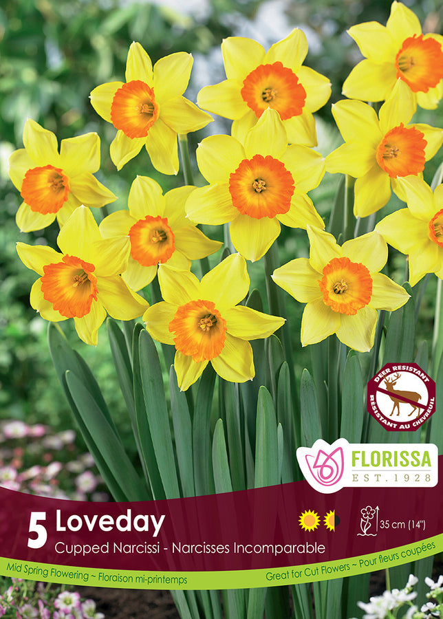 BULBES NARCISSE - LOVEDAY