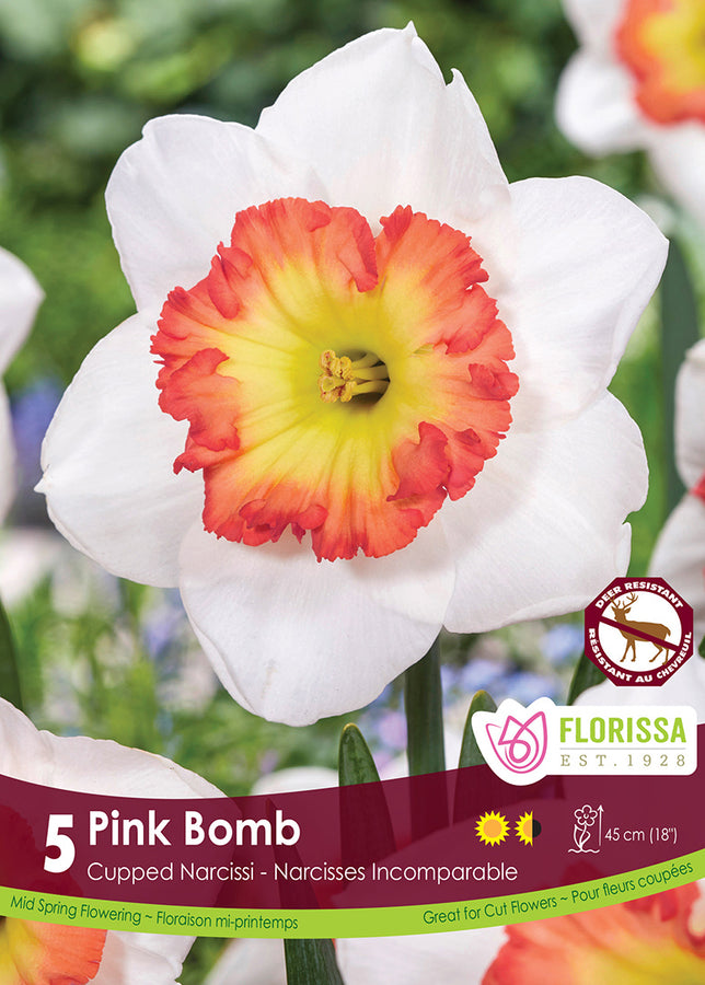 BULBES NARCISSE - PINK BOMB