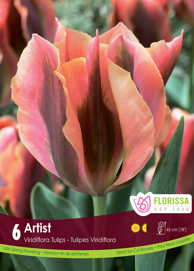 BULBE TULIPE - ARTIST