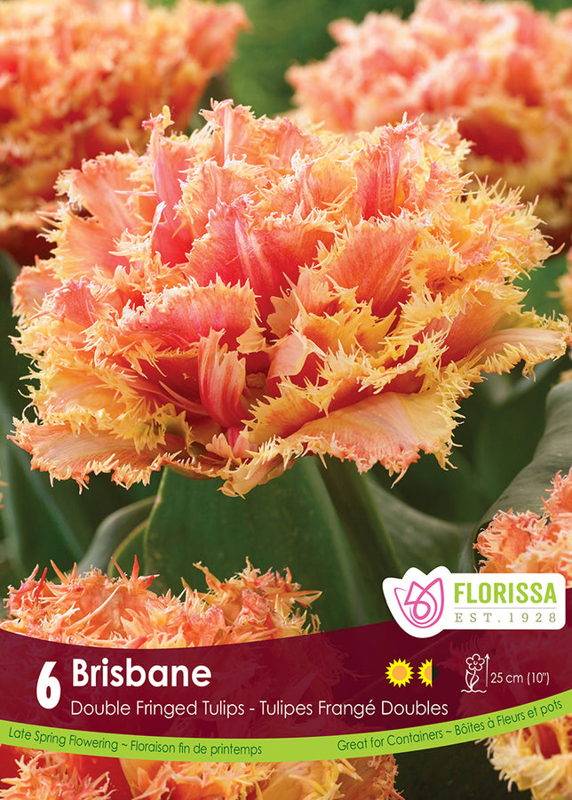 TULIP BULBS - BRISBANE
