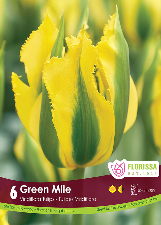 BULBE TULIPE - GREEN MILE