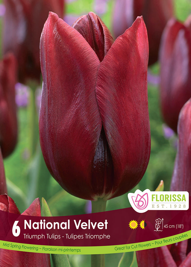 TULIP BULBS - NATIONAL VELVET