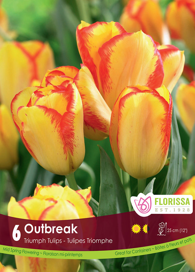 TULIP BULBS - OUTBREAK