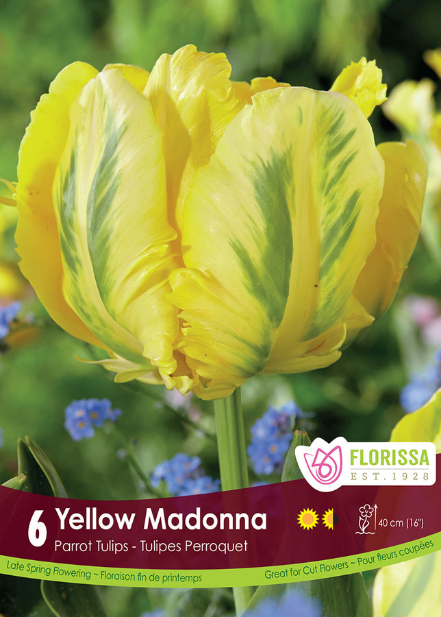BULBES TULIPE - YELLOW MADONNA
