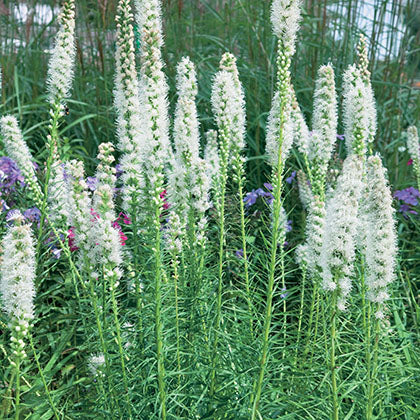 LIATRIS SPICATA - FLORISTAN WHITE