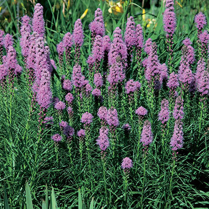 LIATRIS SPICATA - KOBOLD