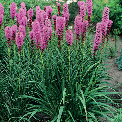 LIATRIS SPICATA