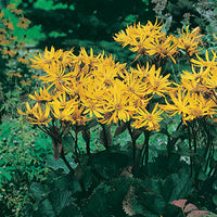 LIGULARIA DENTATA - OTHELLO