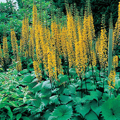 LIGULARIA STENOCEPHALA - THE ROCKET