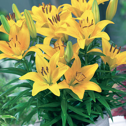 LILIUM - TINY BEE