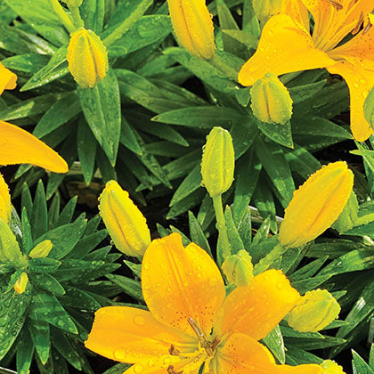 LILIUM - YELLOW PIXIE