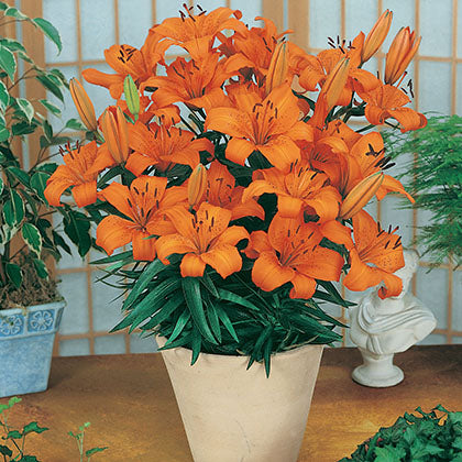 LILIUM - ORANGE PIXIE (ASIATIQUE/ASIATIC)